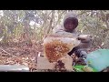 Cultivating Apis Cerana Honey Bees in the Forest, you can Harvest Honey every season #cultivatebees