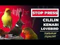 STOP PRESS❗️LAGU WAJIB - TEMBAKAN SEJALUR CILILIN KENARI LOVEBIRD ‼️
