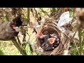 FALCON Smashes Out Sleeping Baby Bird || Falcon Attack | Sparrow Hawk | Juvenile peregrine falcon