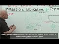 Bacterial Protein Synthesis | Translation | Cell Biology