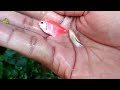 Catfish Fishing Video, Ornamental fish, Koi, Betta fish, Glofish, Goldfish, Cute fish, small fish