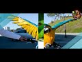 Everything about Blue-crowned Conure in Hindi