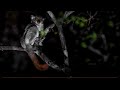 The weird sounds of Sportive lemurs
