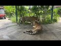 Inside Tiger Park | Pattaya | Thailand Series | Episode 1