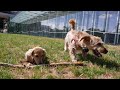 Casper and  Pindi chewing a stick