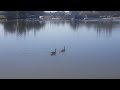 Shoreline Lake  Geese with chicks on the water