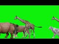 Wild animals | Animal walking green background |Stampede Animals  #greenscreenvideo