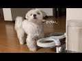 [ENG SUB] It's So Hard To Get Food🐶