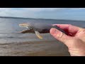 Finding Sea Animal Toys on the Shoreline