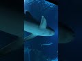 4K💥📸 Sharks Georgia Aquarium🦈