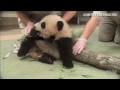 Distraction: Baby panda loves ball