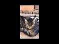 Funny Cat Videos Try Not To Laugh 😹Funniest Cat Videos in The World😺Funny Cat Videos Compilation #73