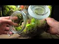 I Made a Self Sustaining Terrarium With a Mini Pond, Here’s How!