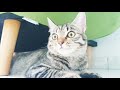 Cat reactions to her own meow.