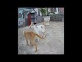 😸😆 Best Cats Videos 🙀🤣 Best Funny Animal Videos # 23