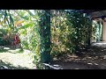 Mum watering back garden.  Making that hose reach her plants today.