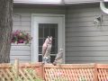 Cooper's Hawk attacks Owl.