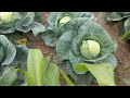 Green Cabbage farming
