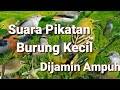 Suara Pikat Burung Kecil Anti Zonk