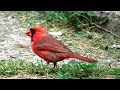 Backyard Cardinals 04