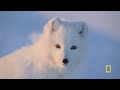 Arctic Fox Love Story | Incredible Animal Journeys | National Geographic