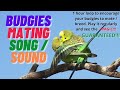 Budgie mating call, play 1 hour daily & encourage your budgies to mate. See the magic!!