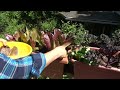 Garden Craft Short #01-03 How to Pick Lettuce for Continuous Harvests