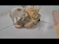 🤣 Try Not To Laugh Dogs And Cats 😻😘 Best Funny Video Compilation 😸😅