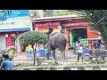 কত বড় হাতি। How big is the elephant?