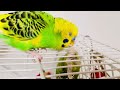 Happy and beautiful budgies, enjoying life.