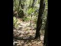CRF250L climbs a baby single track hill.