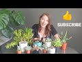 SUCCULENTS FOR BEGINNERS / TIPS FOR GROWING SUCCULENTS INDOORS / SUCCULENT PLANT CARE TRICKS