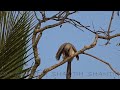 🐦HORNBILL🦜 - ♪♪ Miniature No. 3 by Kalynn's Compositions ♪♪