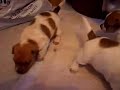 Jack Russell Puppies - Playtime