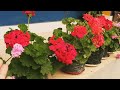 Geranium flower plant जेरेनियम फूललाई कसरी ठूलोठूलो फुलाउन सकिन्छ।  ट्रिक र समस्याको समाधान