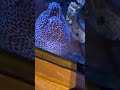Tour of Oman aquarium and a few animal facts