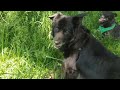 Yoon and Dan's dogs camping #animals