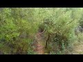 Walking in the rain in the middle of the forest المشي تحت المطر في وسط الغابة