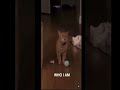 I Go Meow 🐈 (5 Minute Edit)