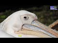 GREAT WHITE PELICAN IN TEMAIKEN BIOPARK - BUENOS AIRES ARGENTINA #pelicans #birds #bird