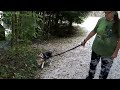 Lucy the Beagle takes a short walk at Big Creek Park