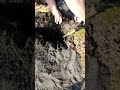 Digging for the black sand layer