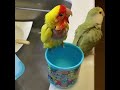 Smart And Funny Parrots Parrot Talking Videos Compilation (2023) - Cute Birds #42