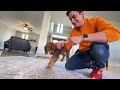 NEW PUPPY SURVIVAL GUIDE: The FIRST Things to Teach Your NEW PUPPY! (EP: 3)