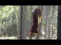 Indian Giant Squirrel - Rare Species