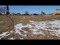 Vinny playing at dog park