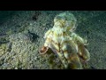 RX100 Underwater - Lembeh June 2013