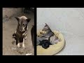 Try Not To Laugh 😅 Funniest Cats and Dogs 2024 😹🐶