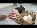 You Laugh You Lose😹Funniest Dogs and Cats 2024😻🐶