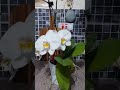 Effortlessly stunning orchids in my kitchen